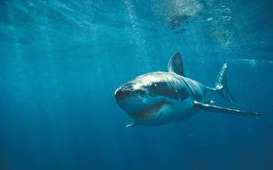 Фото Подводный мир Акулы Животные