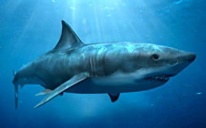 Картинка Подводный мир Акулы