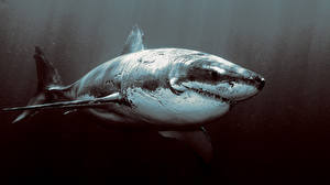 Фотографии Подводный мир Акулы Животные