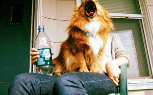 Картинка Собака Юмор