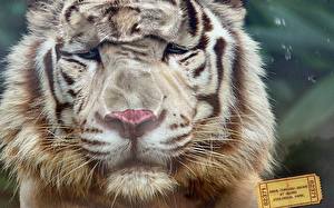 Картинки Тигр Юмор