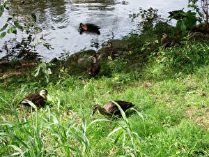 Фотографии Птицы Утки