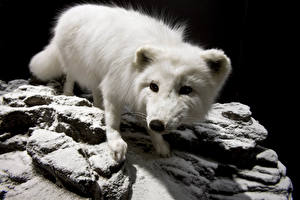 Фото Лисы Животные