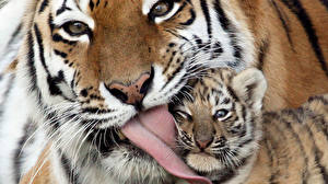 Фотография Большие кошки Тигры Языком Животные