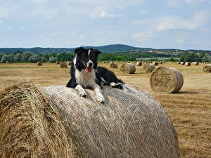 Фотография Собаки Овчарки Бордер-колли Животные