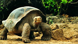Картинка Черепахи животное