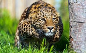 Обои Большие кошки Леопард