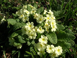 Картинка Первоцвет