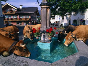 Картинка Корова Измученные жаждой Коровы