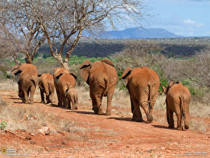 Картинки Слон Кения Животные