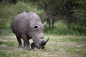 Обои Носороги Животные