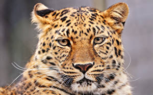 Картинка Большие кошки Леопарды
