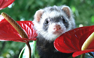 Фото Куньи Животные