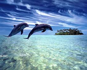 Обои Дельфины животное