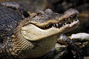 Фотографии Крокодил Зубы Животные