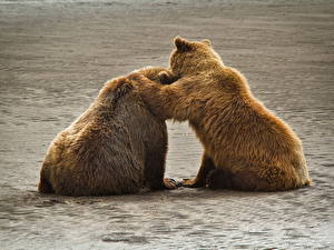 Фото Медведи Гризли Аляска Grizzly. Katmai National Park