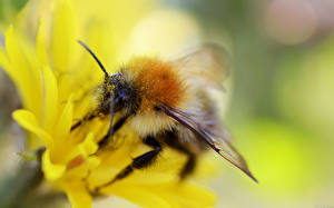 Картинки Насекомые Пчелы Животные