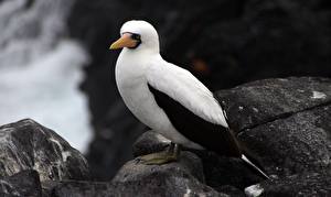 Фотографии Птица Экзотические голуболицая олуша Животные