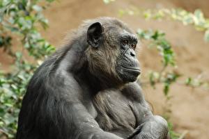 Фотографии Обезьяны