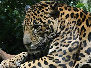 Картинки Большие кошки Ягуары