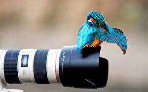 Фотографии Птицы Объектив Обыкновенный зимородок животное