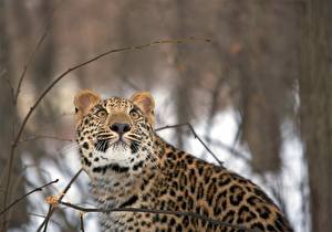 Фотографии Большие кошки Леопард животное