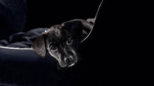 Картинка Собаки На черном фоне животное