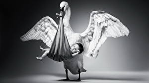 Обои лебедь с младенцем