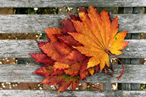 Картинки Вблизи Осень Листья Природа