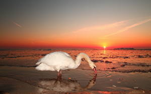 Фотография Птица Лебеди животное