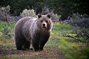 Фотографии Медведь Бурые Медведи