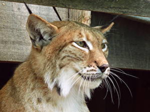 Фотографии Большие кошки Рысь