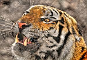Фотография Большие кошки Тигры Зубы Взгляд