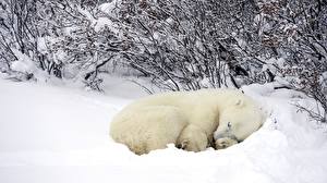 Картинки Медведи Белые Медведи Снег
