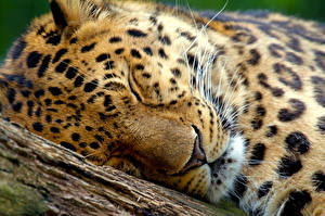 Картинки Большие кошки Леопард Морды Животные