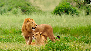 Обои Большие кошки Лев