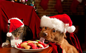 Обои для рабочего стола Кошки Собаки Новый год В шапке Новогодний ужин животное