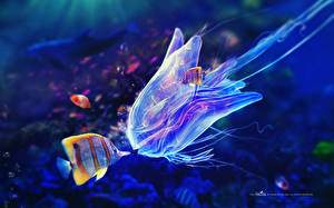 Фотографии Подводный мир Медузы Животные