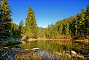 Фотографии Озеро Украина Лес Закарпатье Природа