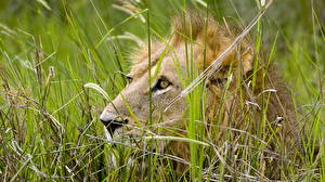 Фотография Большие кошки Львы Взгляд Траве животное