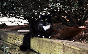 Фотографии Коты Усы Вибриссы Хвоста животное