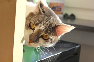 Обои Коты Усы Вибриссы Смотрят Животные