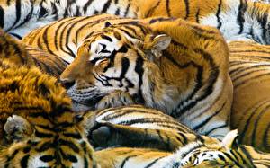 Обои Большие кошки Тигры Морда животное