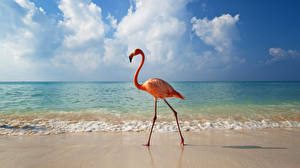 Фото Птица Фламинго животное