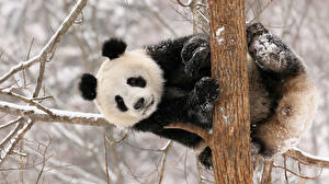 Фото Медведь Бамбуковый медведь животное