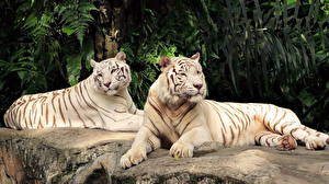 Фото Большие кошки Тигры