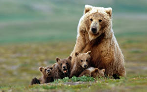Картинки Медведи Бурые Медведи Животные