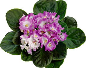 Фотографии Фиалки цветок