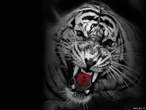 Картинка Большие кошки Тигр Рисованные Черный фон животное