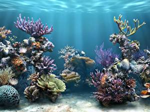 Фотографии Подводный мир Кораллы Животные